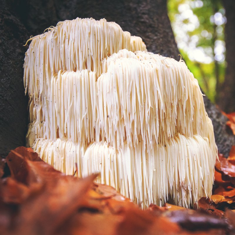 9 Secret Health Benefits Of Lion s Mane Mushroom Side Effects 